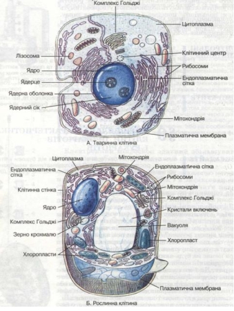 Чим відрізняється рослинна клітина від тваринної - Dovidka.biz.ua